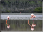 foto Flora e la fauna della Isole Galapagos